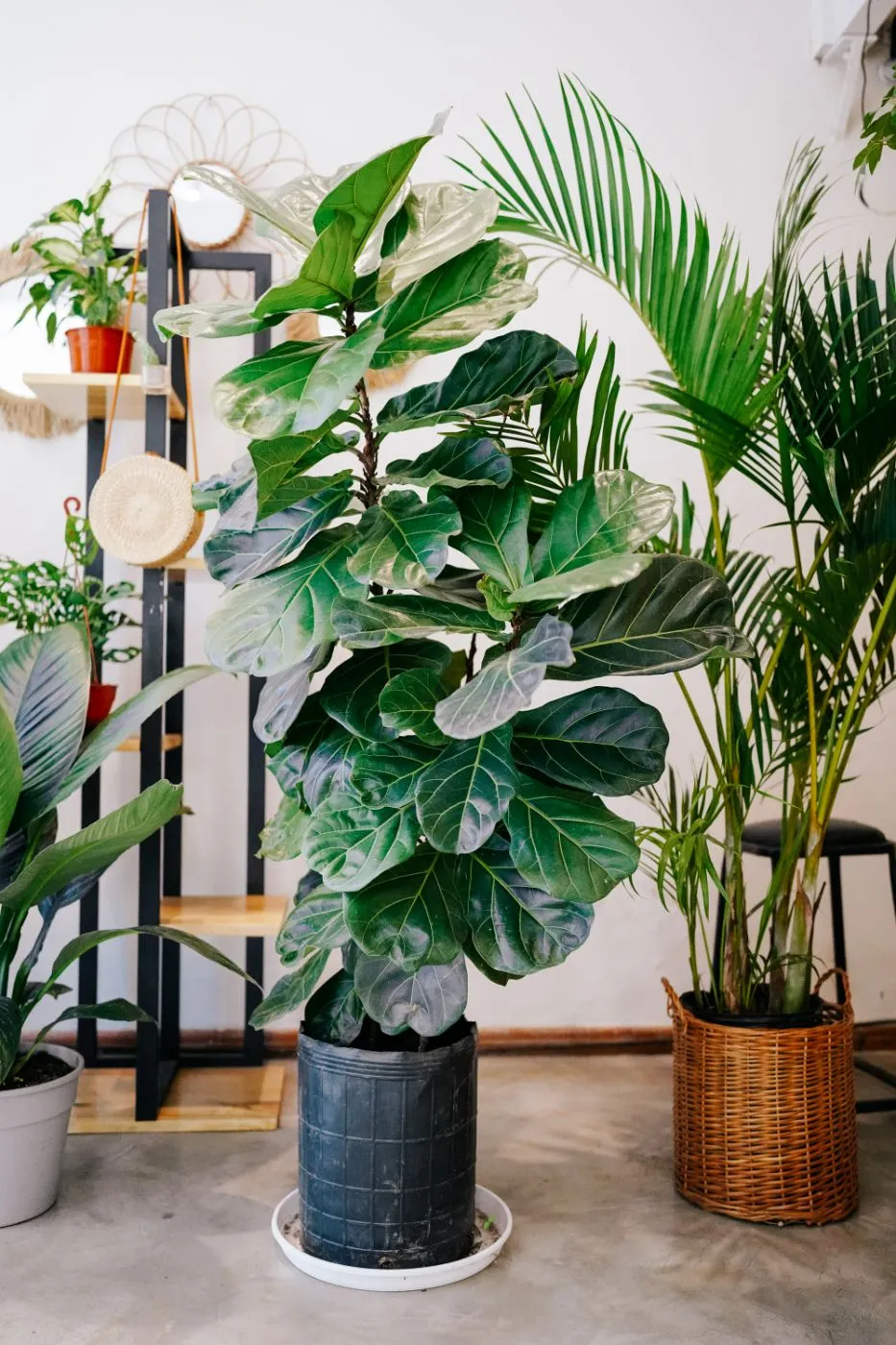 Plantas de interior: ficus lyrata y palmera